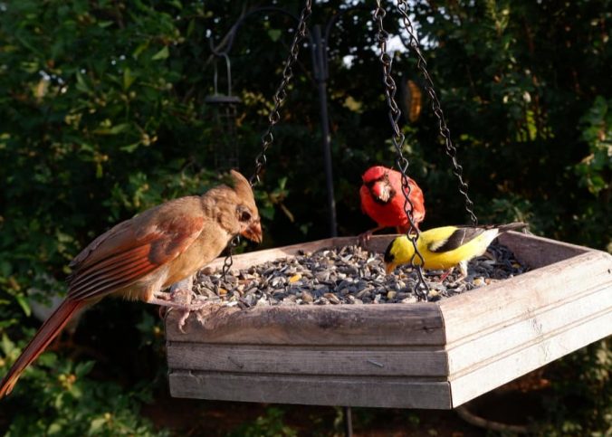 Distribuidora de ração para aves com variedade e qualidade