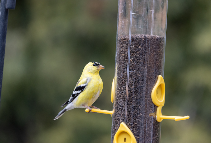 Fornecedor de grãos para pássaros em São Paulo: onde encontrar qualidade e variedade?