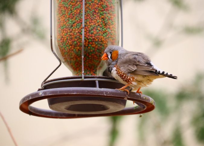 Procurando alpiste para passarinho com qualidade premium? Conheça a Lucavi