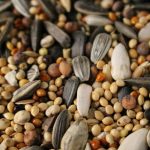 Procurando sementes no atacado? Conheça a Lucavi