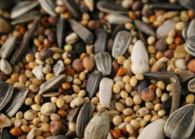 Procurando sementes no atacado? Conheça a Lucavi