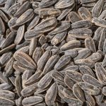 Quais os melhores grãos para pássaros para comprar no atacado?