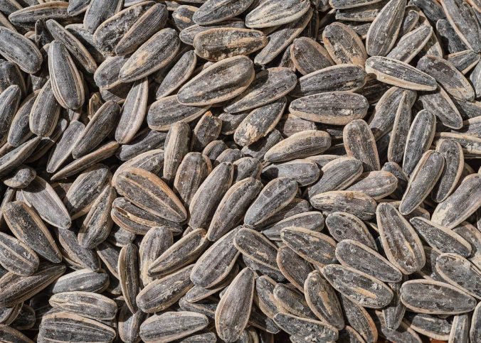 Quais os melhores grãos para pássaros para comprar no atacado?