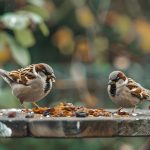 Distribuidora de sementes para aves: como escolher
