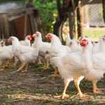Como a proteína para aves impacta a nutrição