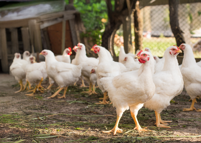 Como a proteína para aves impacta a nutrição