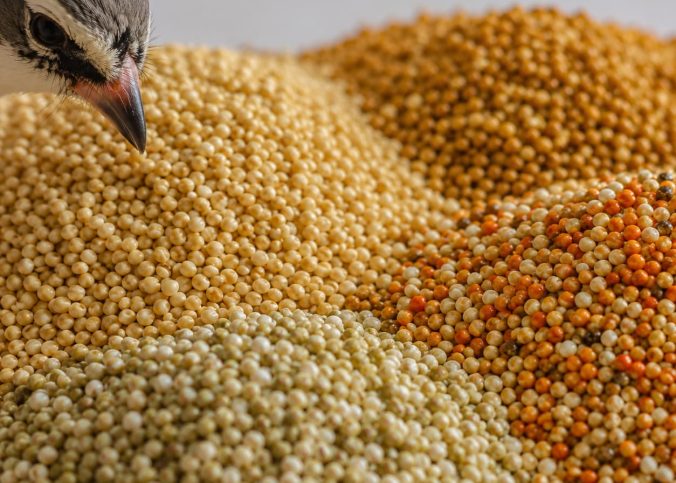 Painço para pássaros: o que é, tipos e para quais aves é indicado