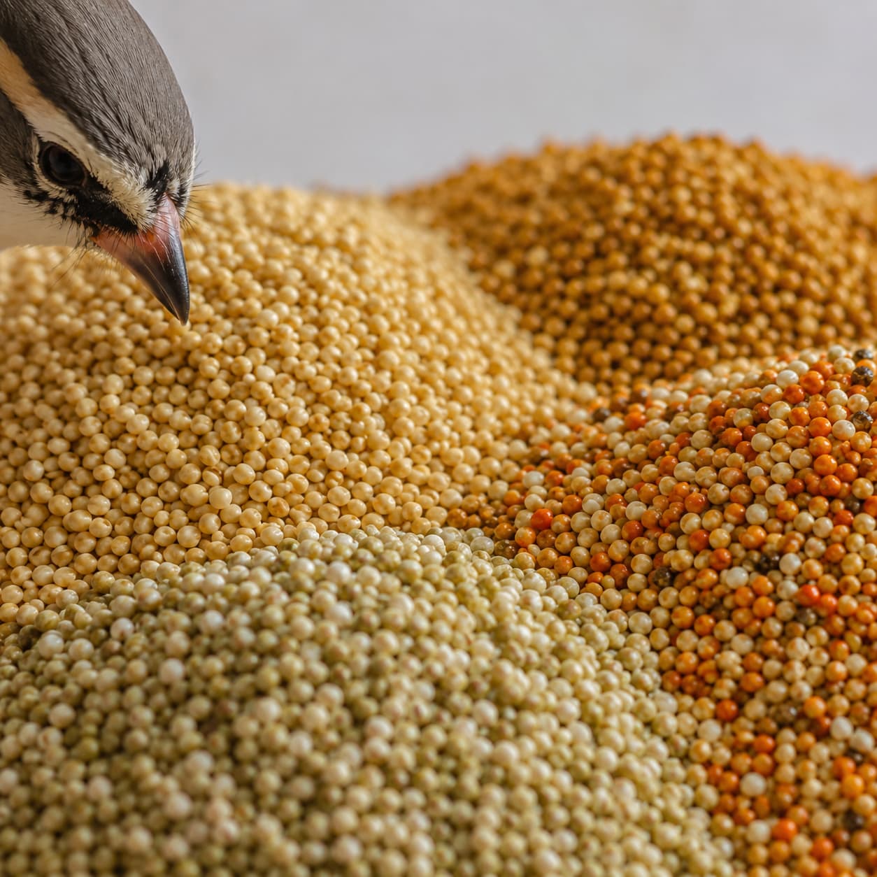 Painço para pássaros: o que é, tipos e para quais aves é indicado