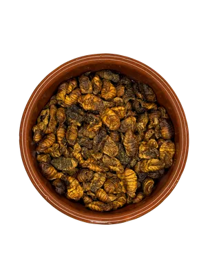 Crisálida desidratada