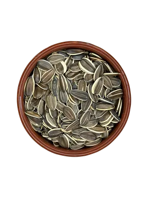 Girassol graúdo 11mm