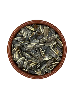 Girassol graúdo 10mm