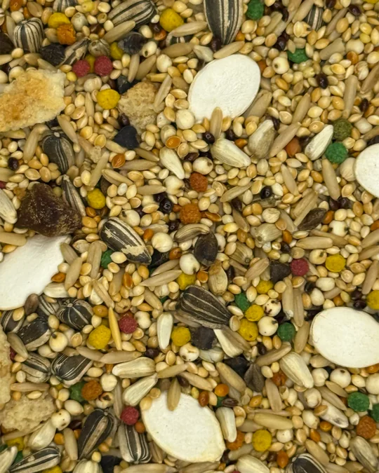 Calopsita Premium Especial Abóbora e Frutas