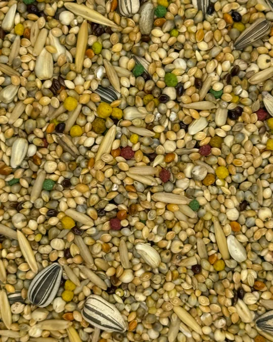 Calopsita Premium Mel