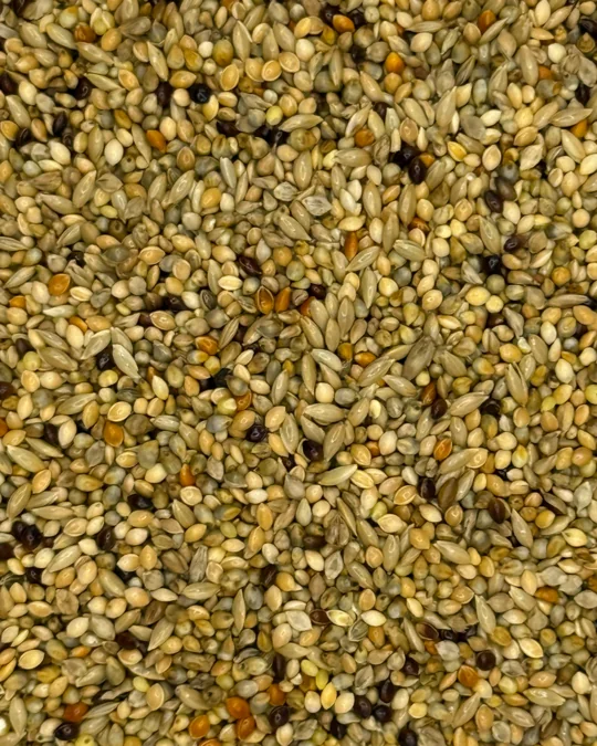 Coleirinha Super Premium Mel