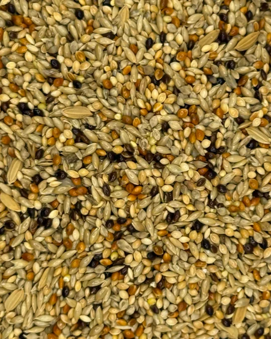 Curió Super Premium Mel