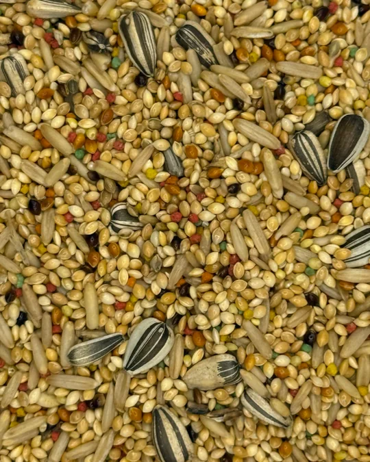 Periquito Super Premium Mel