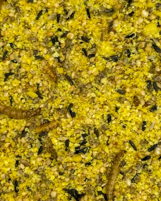 Tico-Tico Premium Insetos